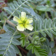 Image for article titled Do the Herbs in Natural Erection Supplements Really Make You Harder?